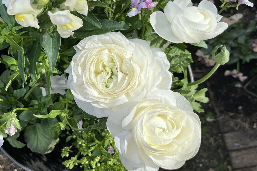 【寄せ植えレポート】ひと鉢で玄関華やぐ《真っ白ラナンキュラスが主役》透明感あふれる春の寄せ植え