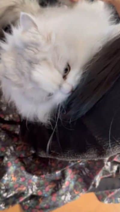 出所：@NEKOLAND13