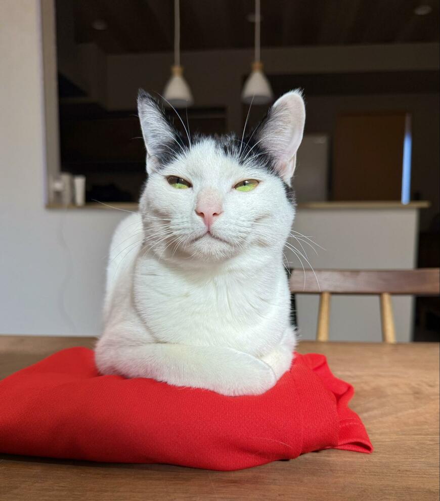 出所：@omochi_nam01