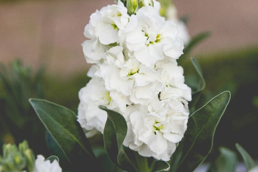 Claire_Ellen/shutterstock.com