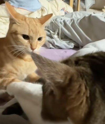 出所：＠nikoandkotatorowasabi