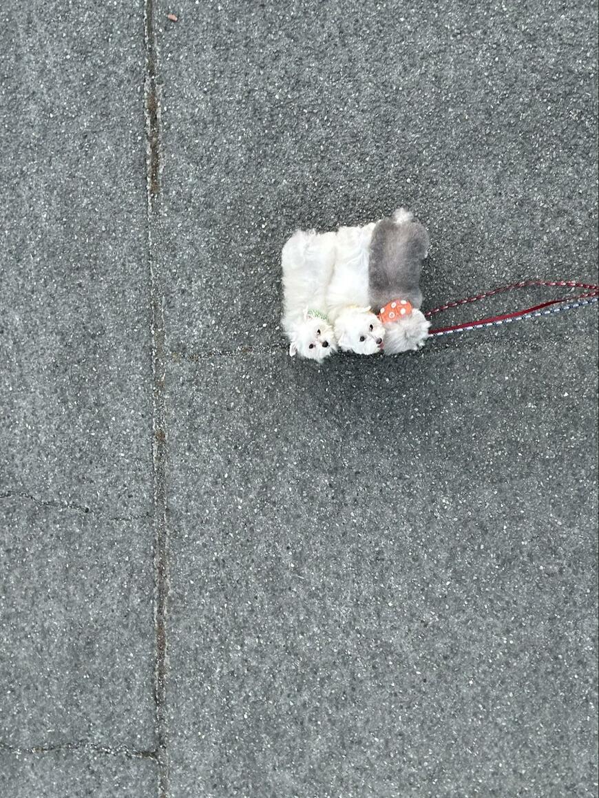 出所：@9Z8lquSv8B3FMpN