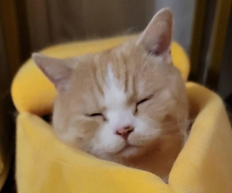 出所：@nekotansoku