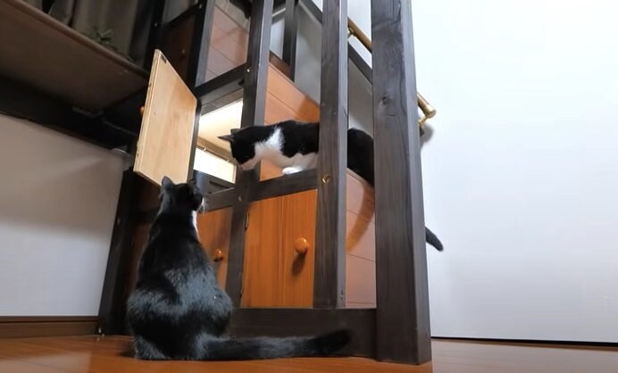 出所：@PastelCatWorld