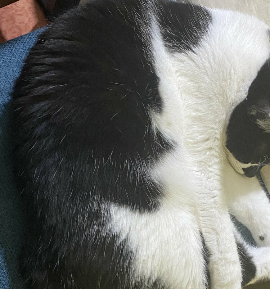 出所：@00shitemita