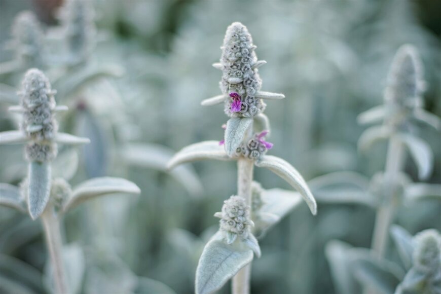 newsony/shutterstock.com