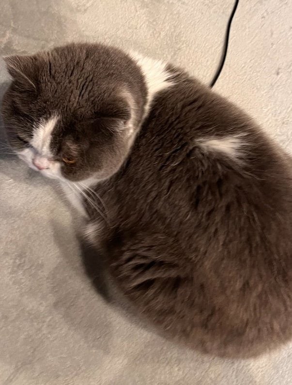 出所：@mog_cororincho