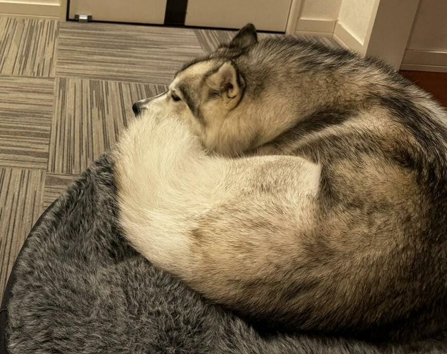 出所：@Livewithhusky