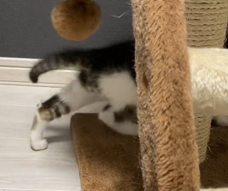 出所：@Saeroyi_cat