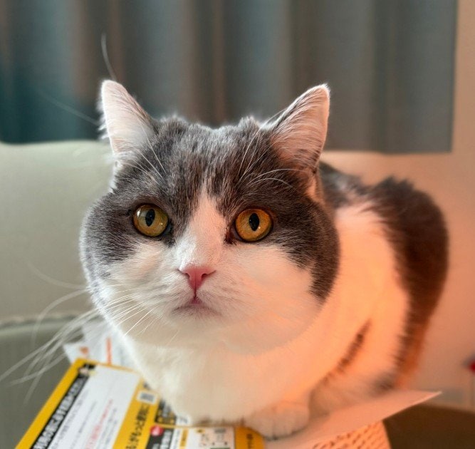爪切りを察知して隠れる猫の「人間の子どものような反応」にほっこり