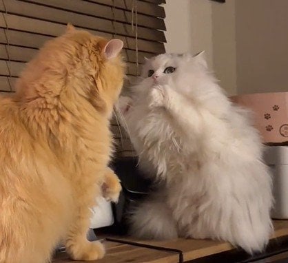 出所：@NEKOLAND13