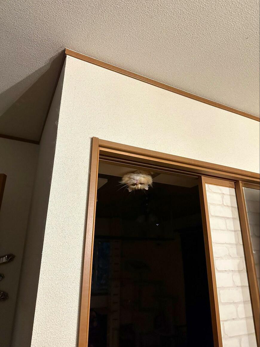 出所：@NEKOLAND13