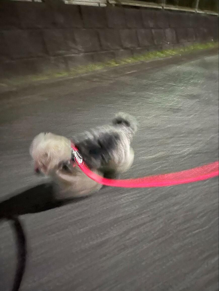 「時速100km」散歩に喜ぶ犬さん　かわいい姿にX民爆笑「コーナーで差をつけてますね」
