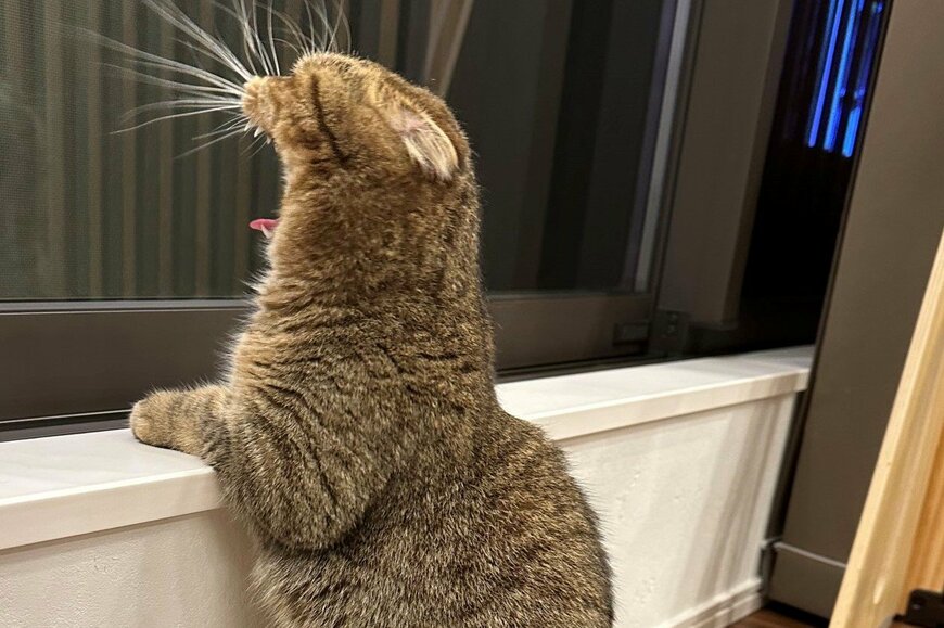 ガオー！大あくびする猫さんが話題　窓をよく見ると……