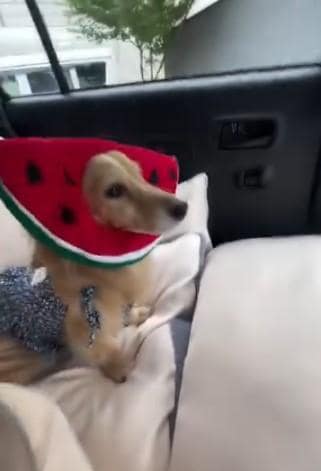 被り物を被る犬