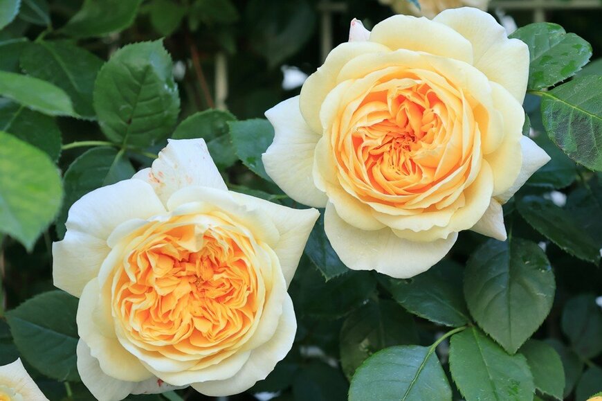 花の中央が黄色、外側がクリーム色のバラ、ティージング・ジョージア