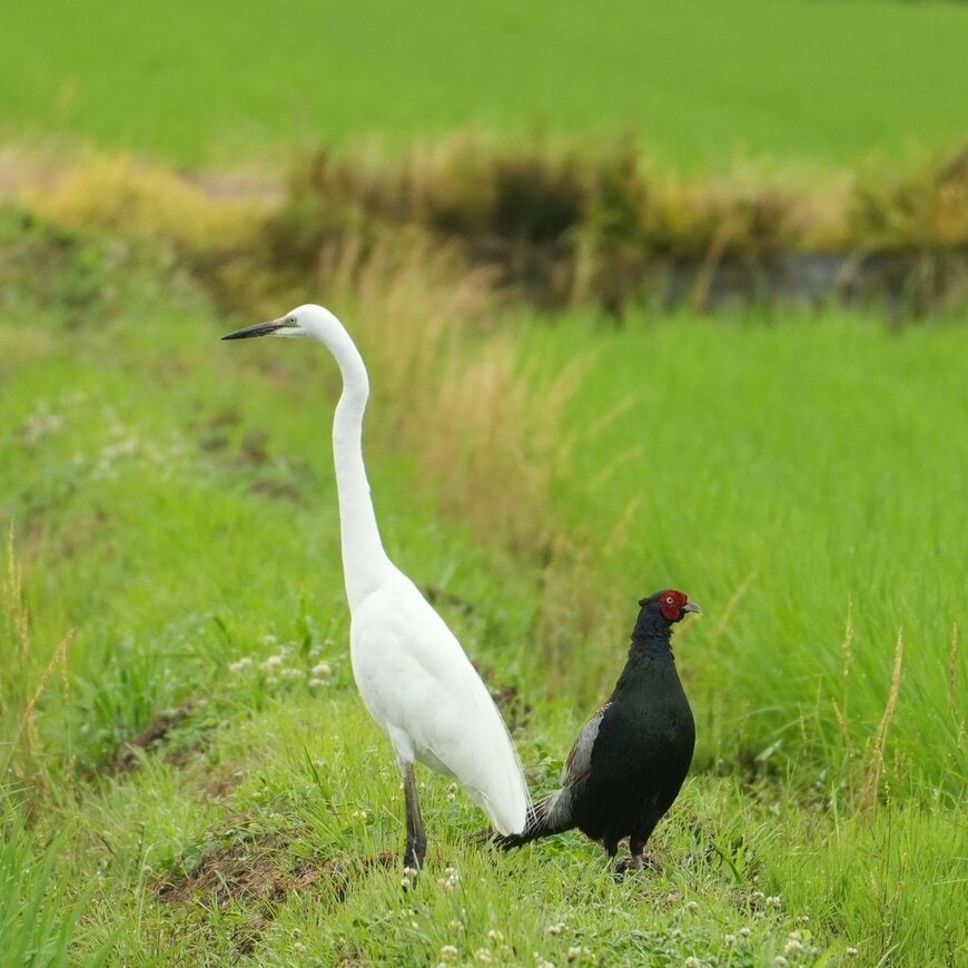 投稿の画像