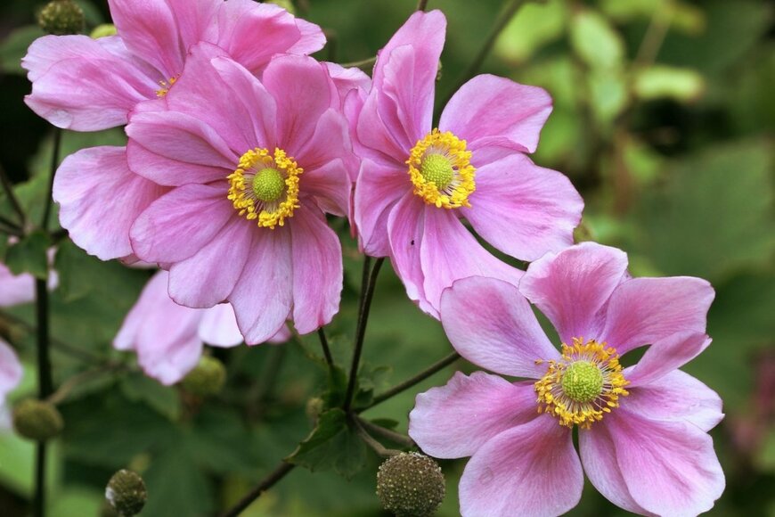 シュウメイギクの花。色はピンク。