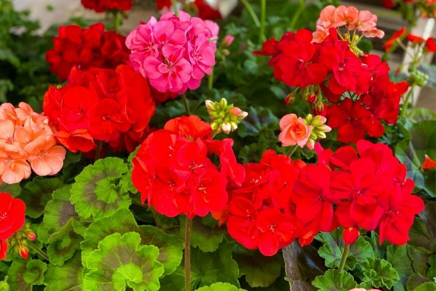 赤やピンク、オレンジの鮮やかな花を咲かせているゼラニウム