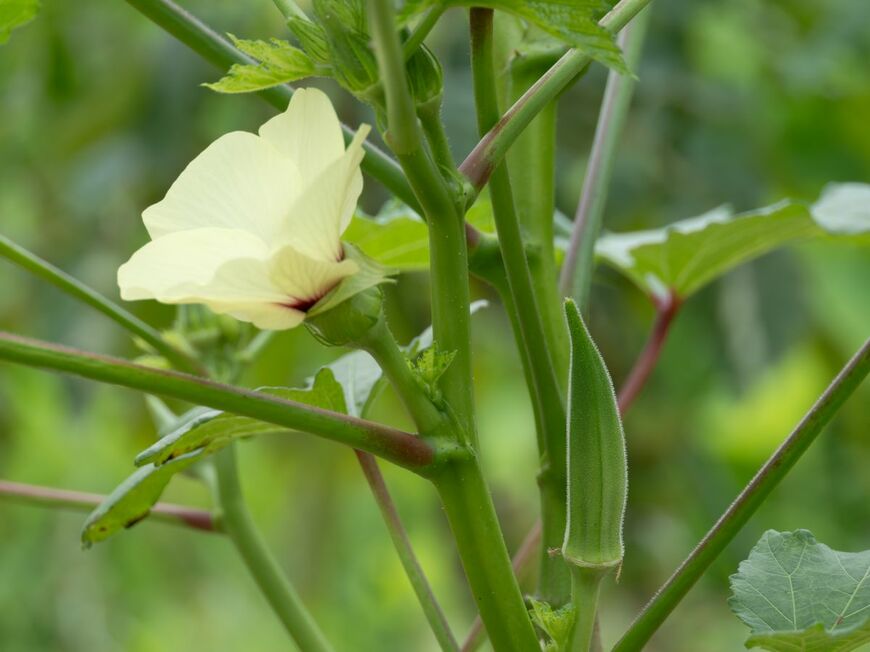 夏に咲く大きな花がかわいらしい「オクラ」