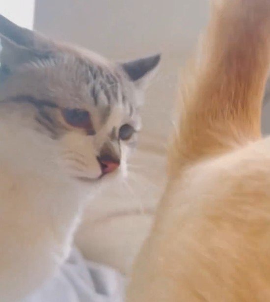 お尻を嗅ぐ猫