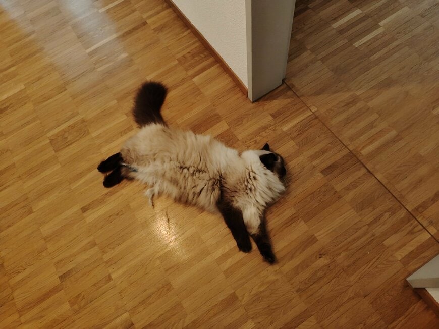 横たわる猫ちゃん