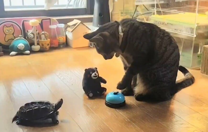 ベルを鳴らす小雪ちゃんと見守る軍曹くん