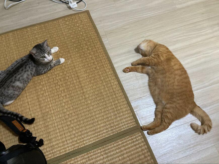 全日本ﾈｺﾁｬﾝ証明写真選手権