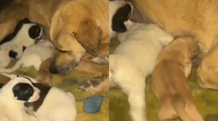 出所：<u><a href="https://www.instagram.com/p/DctqLXYIXTg/" target="_blank">@sulalaanimalrescue</a></u>
