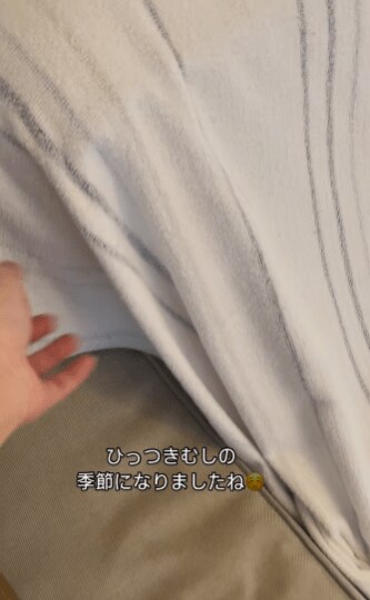 ひっつきむしの猫たち