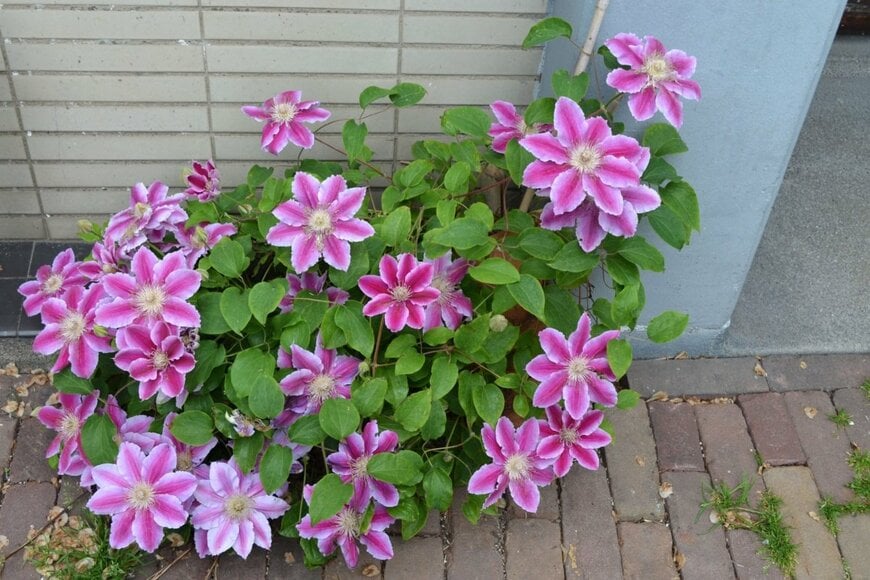 ピンク色の花びらの外側が白色の、クレマチス