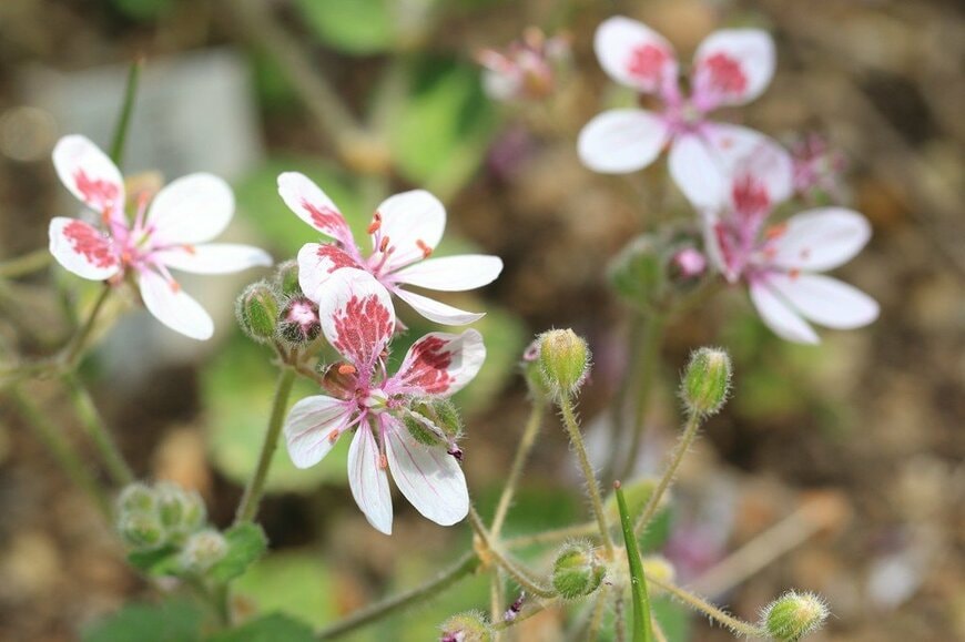 蝶に似た形の薄桃色の花