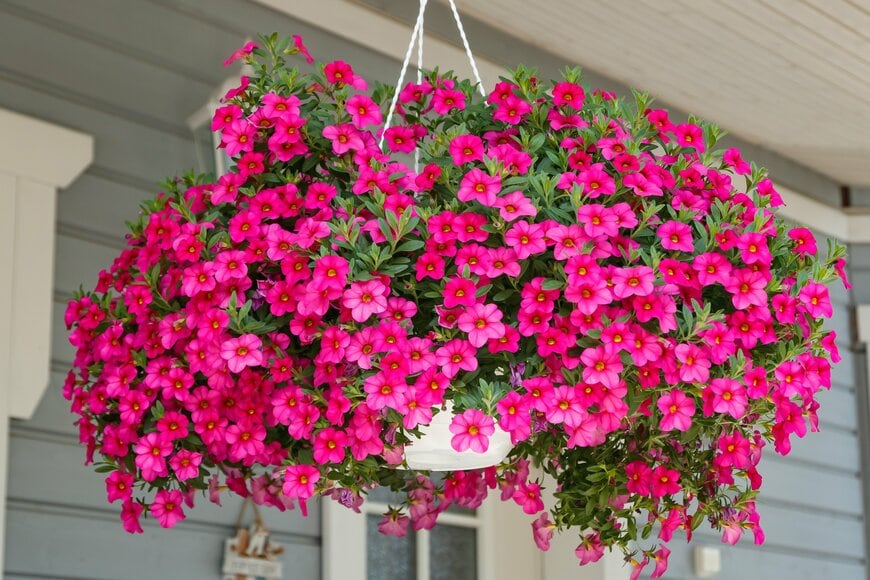 ピンクの花を咲かせている、カリブラコア