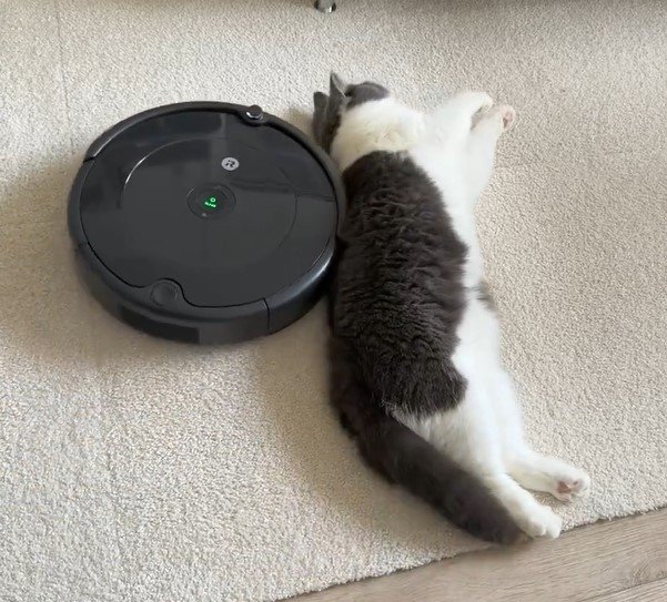 ルンバと猫