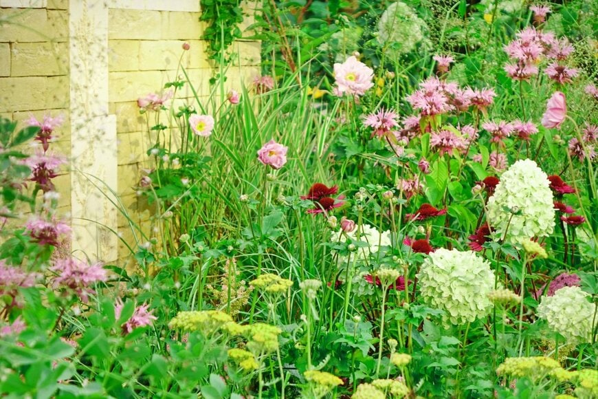 ピンクのモナルダやシュウメイギク、赤褐色のチョコレートコスモスなどが咲く庭