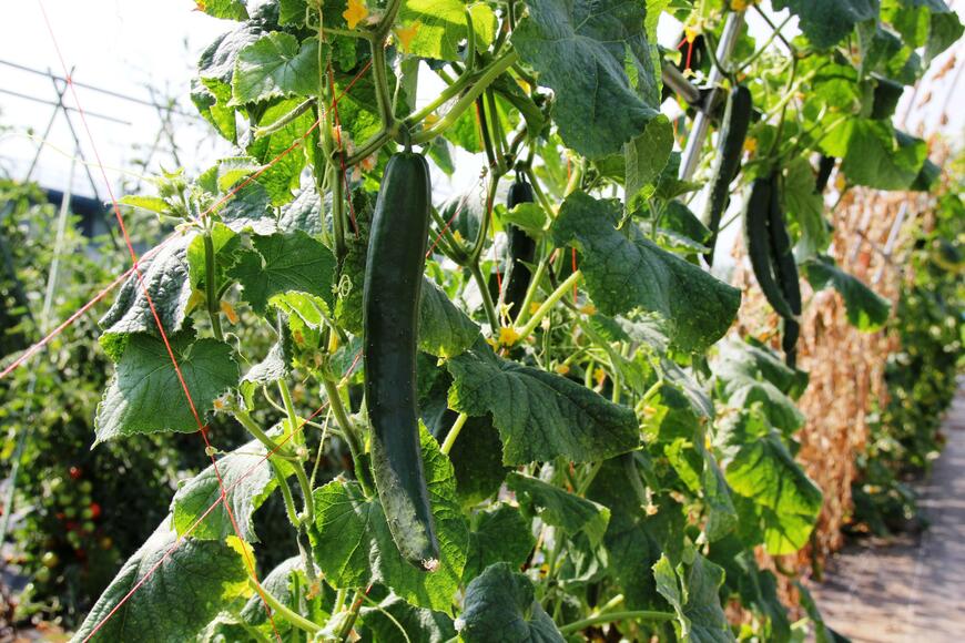 出所：サントリーフラワーズ　本気野菜キュウリ　強健豊作