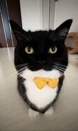 【Lemon☆】➀まっくろくろの蝶ネクタイねこちゃん形オルゴナイト☆他２点 ドキドキしちゃう！】蝶ネクタイ姿の猫さんがジッと見つめてくれる動画