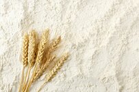 日清製粉グループ本社の株主優待制度、その内容と特典を解説【2022/23シーズン最新】