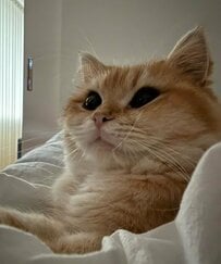 「これはまた盛大な」フワフワでかわいい猫の見事な”癖毛”に笑ってしまう