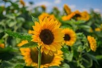 厚生年金＋国民年金「ひと月15万円超」を実際にもらえている人はどれほどいる？　老齢年金生活者支援給付金の概要も解説！