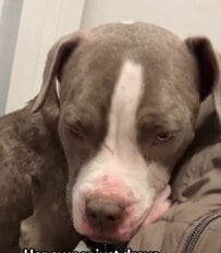 飼い主の車から降ろされ放置された犬を震える寒さの中救助　明るさを取り戻す姿に感動