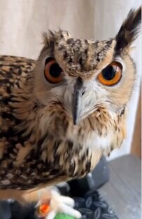 【フクロウが朝の挨拶】飼い主さんも驚きの出来事に「おや？」「何しても可愛い」の声