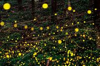 山林に出現した「黄金の絨毯」　ヒメボタルが生み出す幻想的な光景に目を疑う