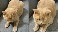 【反省してる？】飼い主さんに怒られ中の猫ちゃんと怒られた後の表情の落差が可愛すぎる！
