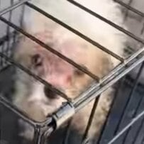 他人の庭に捨てられていた「白い犬」を救出 見違えるような姿に「なんて大変身！」の声