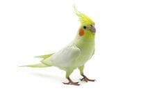 シルクの枕カバーを購入　飼育中のオカメインコが歓喜する様子に「最高にオカメ」