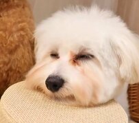 「うとうと…」初めてのトリミング後に寝ちゃったワンちゃん　愛しすぎる犬のファーストカットの様子にいいね続々