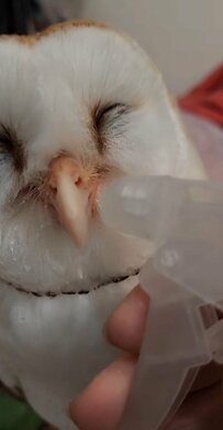 【水を飲むフクロウ】霧吹きを使って水分補給！チャプチャプとおいしそうに水を飲む姿がかわいい