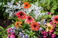 【春のガーデニング】オシャレな寄せ植えになる！オススメの組み合わせ例を紹介、花色と草丈がポイント