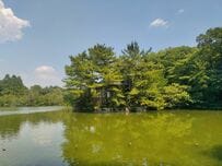 “サクラケムシ”は安全→「食べると桜もち味」が理由？公園のポジティブな掲示に注目